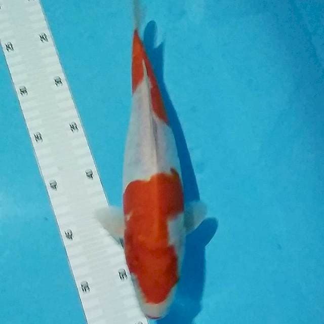 Kohaku doitsu 30cm