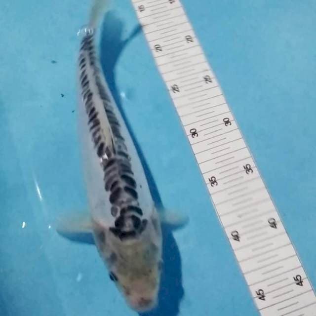 Shusui 32cm