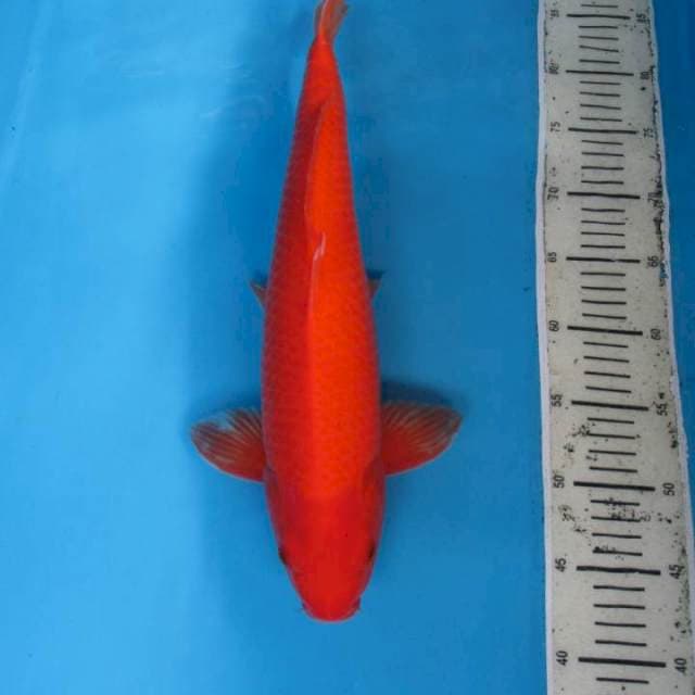 Benigoi45bu male