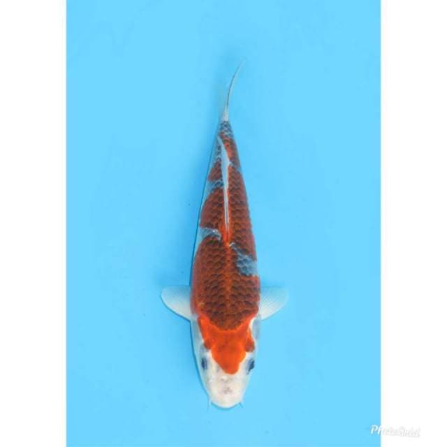 30cm , Goshiki SQ - Free Handling Kediri