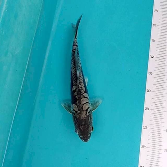 Shoragoi naga 34cm