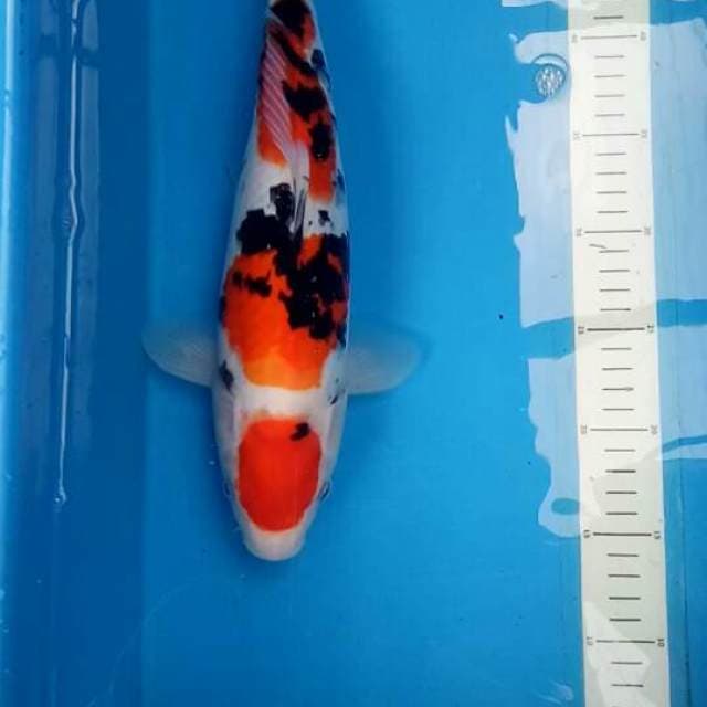 Maruten Sanke 36 cm
