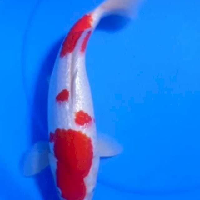 KOHAKU FULL GINRIN