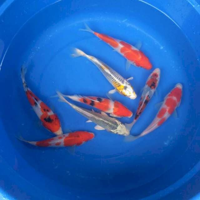 Sk mix