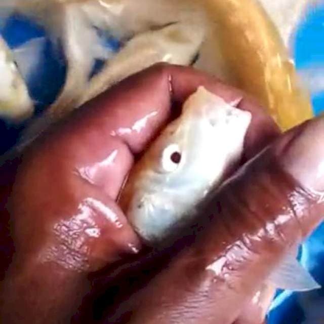 PAKET OGON /KARASI MATA MERAH
