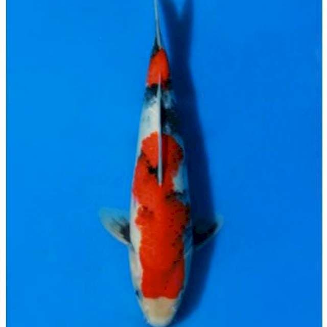 Showa sanshoku tategoi 30cm male hight quality