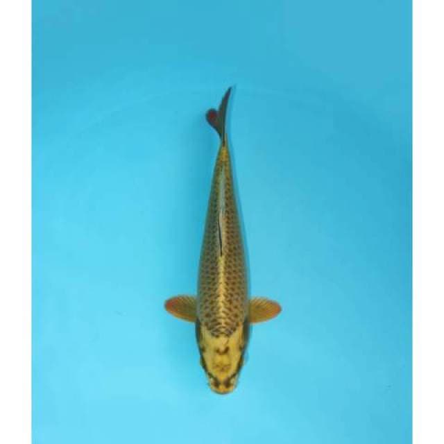 MUKASHI 24 CM MALE