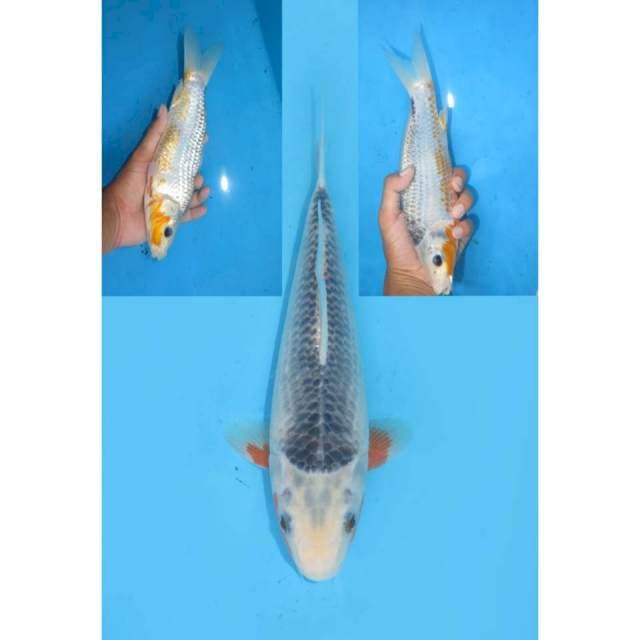 Asagi SQ - 24cm Male