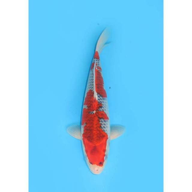 Goshiki SQ - 30cm Male