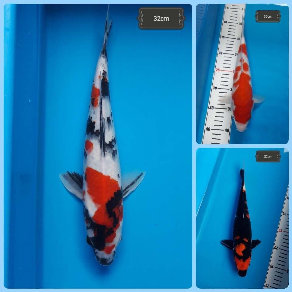 Mix koi Istimewa