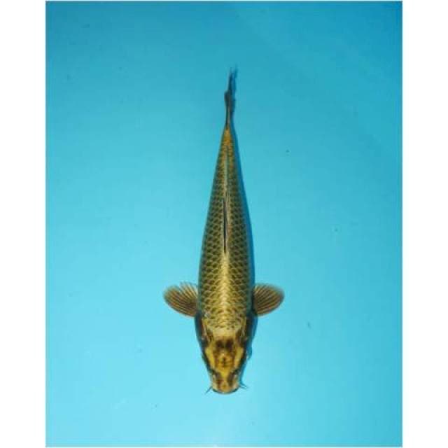 MUKASHI 23 CM MALE