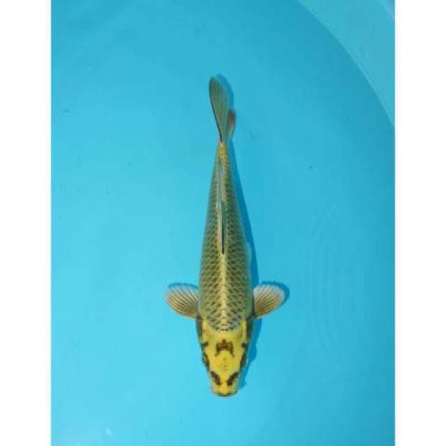 MUKASHI 22 CM MALE