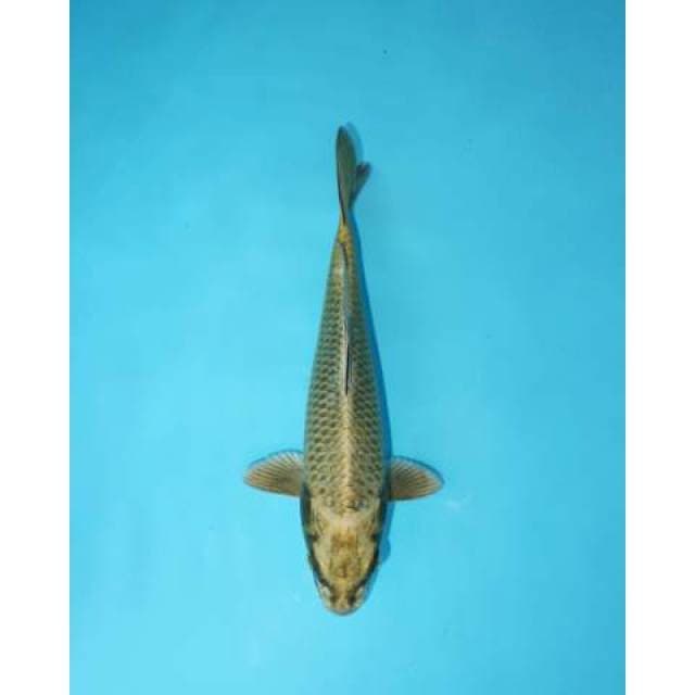 MUKASHI 23 CM FEMALE
