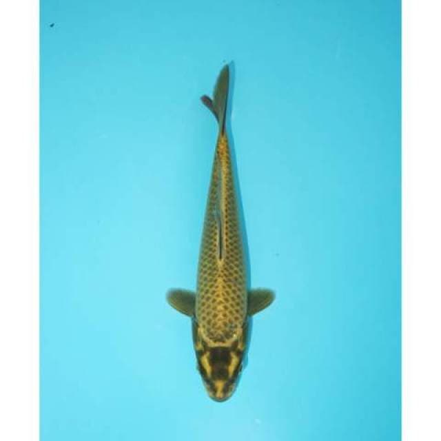 MUKASHI 22 CM FEMALE