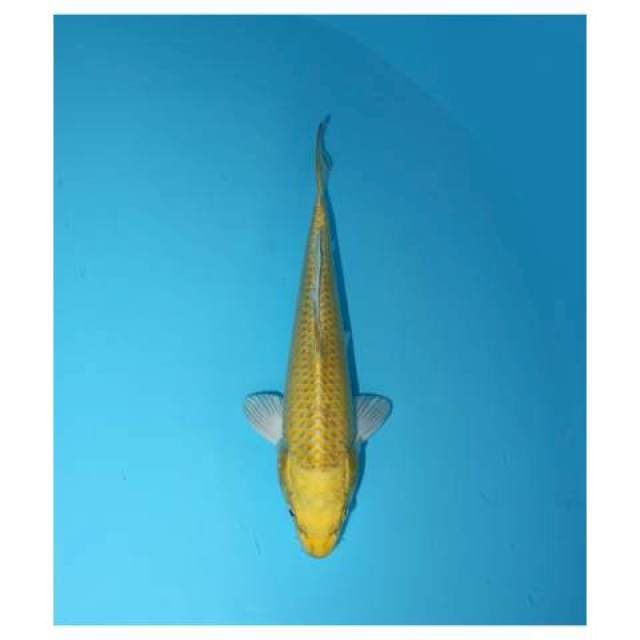 OGON 19 CM MALE