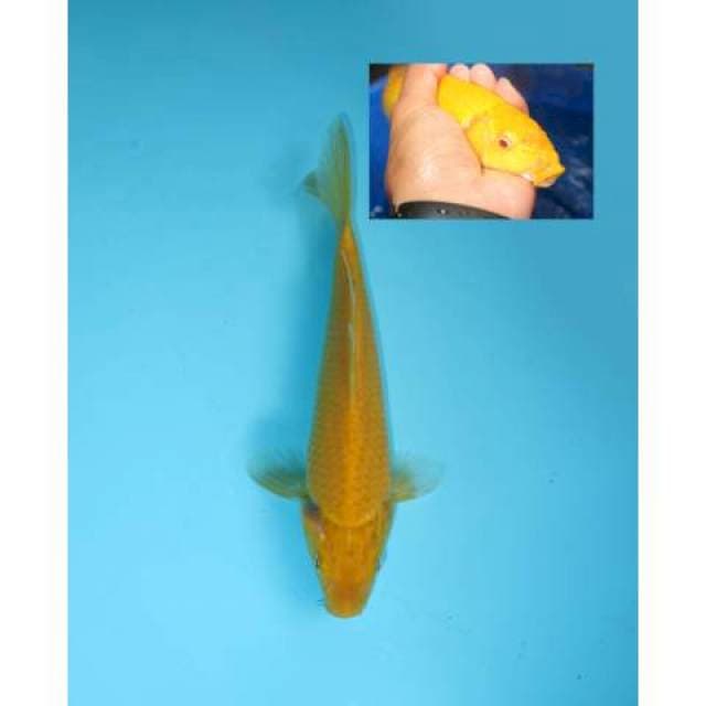 KARASHI 21CM FEMALE