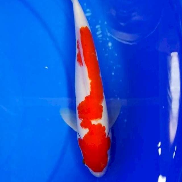 Red kohaku