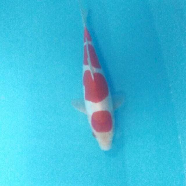 Doitsu, male 29 cm