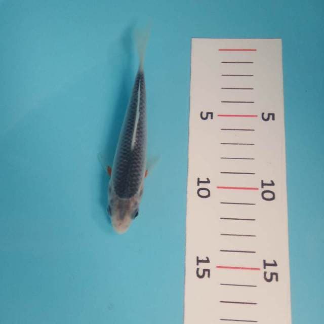 Asagi 14cm