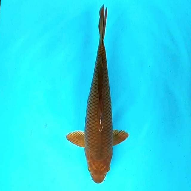Chagoi # 32cm