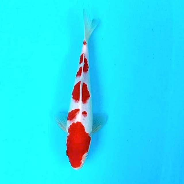 Kohaku # 27cm