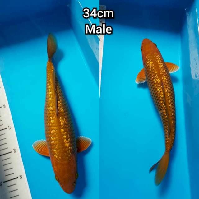 CHAGOI TEMBAGA GINRIN 34cm MALE