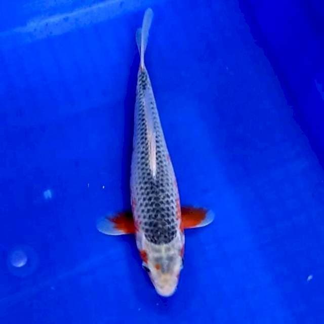 Asagi 25 cm