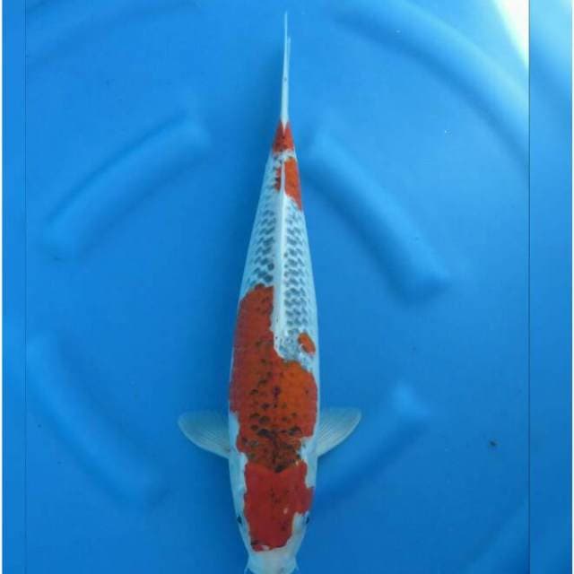 F1 Jumbo Tosai Goshiki 44cm