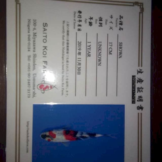 Showa (Saito) 17cm. Import dan Sertifikat