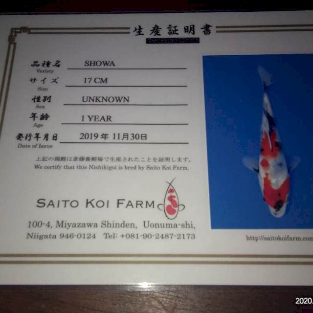 Showa (Saito) 17cm. Import dan Sertifikat