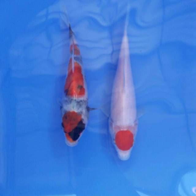 17,20 cm tanco kohaku. Maruten showa