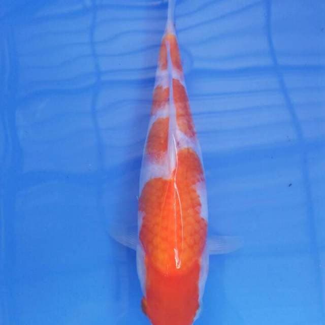 25 cm ada bau kutu dikit