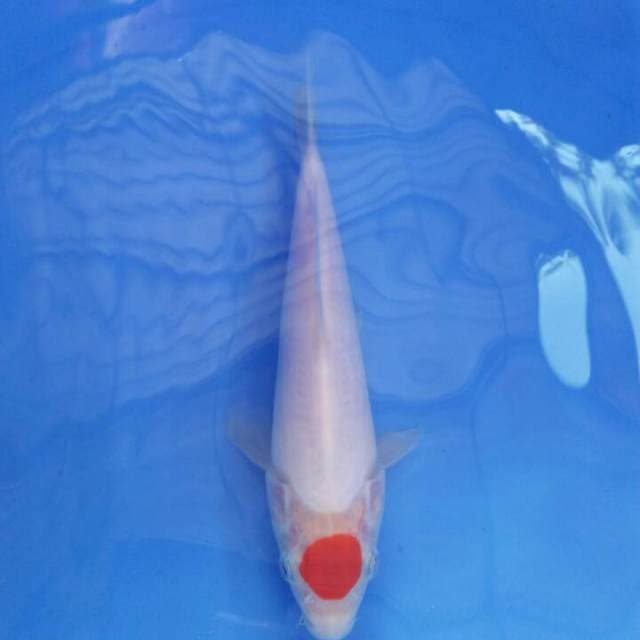 18 cm tanco orijinal