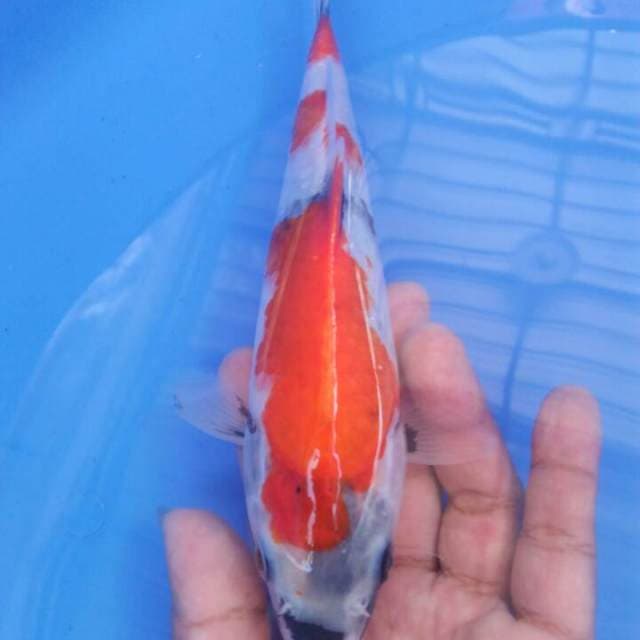 20 cm showa motogoro