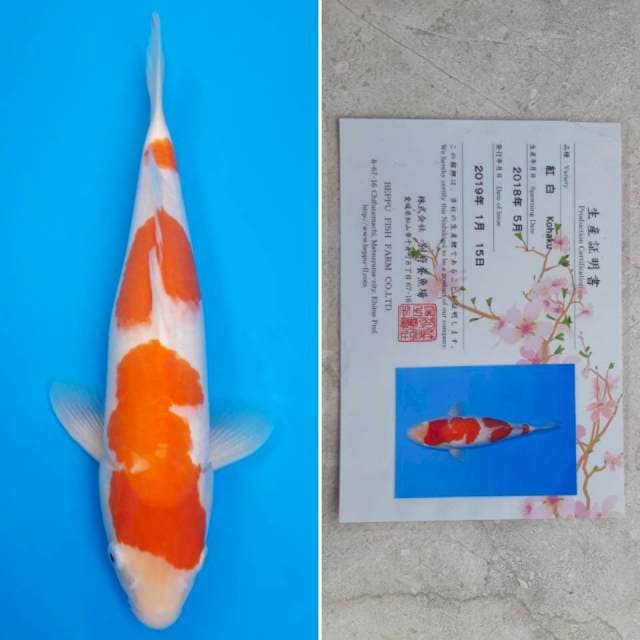 Beppu kohaku 34cm serti