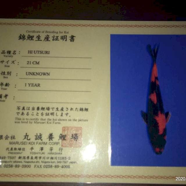 Hi Utsuri (Marusei) 35bu female. Import dan Sertifikat