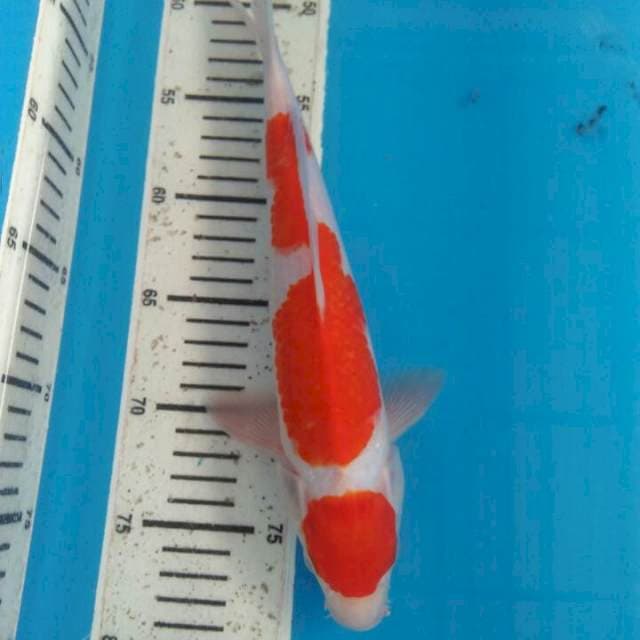 30 cm kohaku orijinal