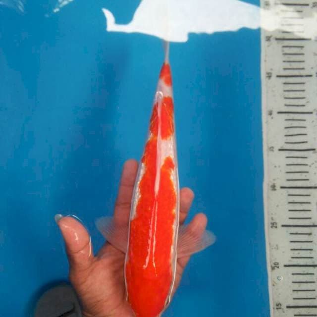 30 cm kohaku gindrin