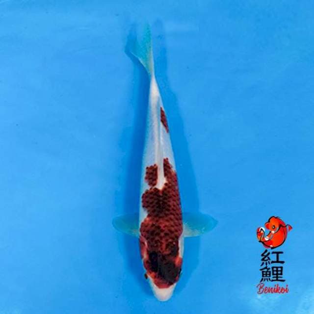 Goromo 30cm