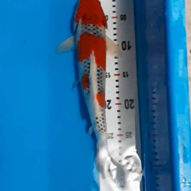 Goshiki 35BU