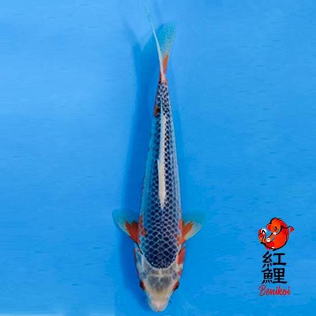 F1 OOYA asagi 28cm