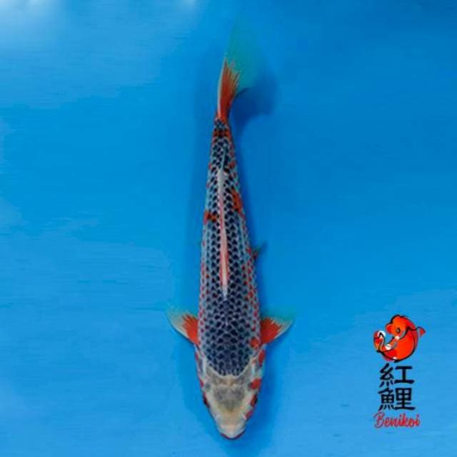 F1 OOYA ASAGI 30CM