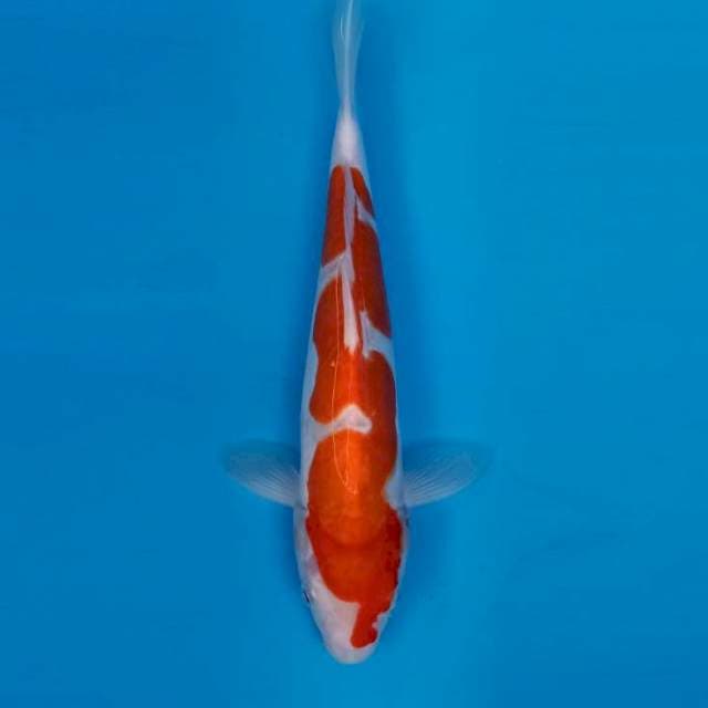 Kohaku doitsu