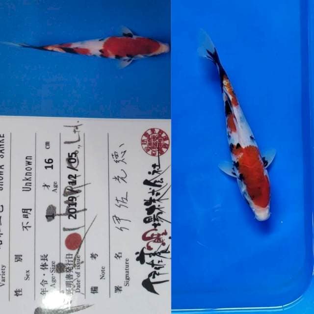 Showa import isa