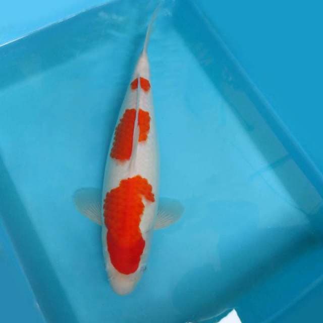 4. DE CLASSE 4 ~ Kohaku 3 steps