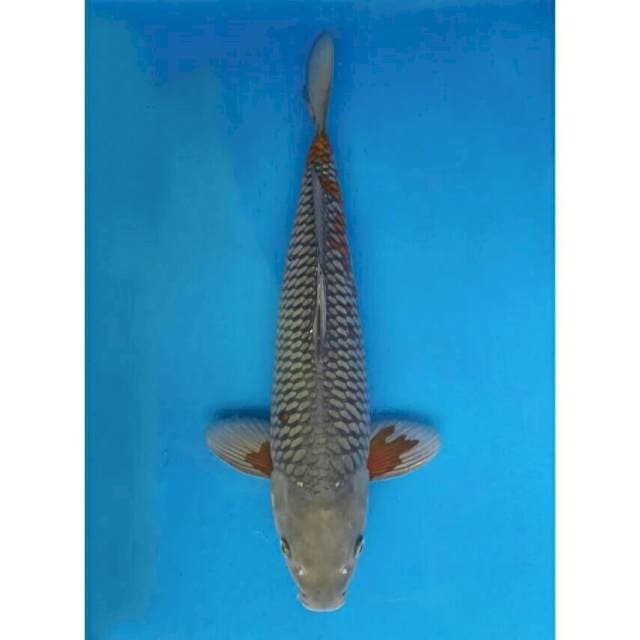 Okawa Jumbo Male Ochiba