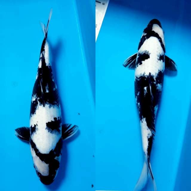 SHIRO 31cm FEMALE