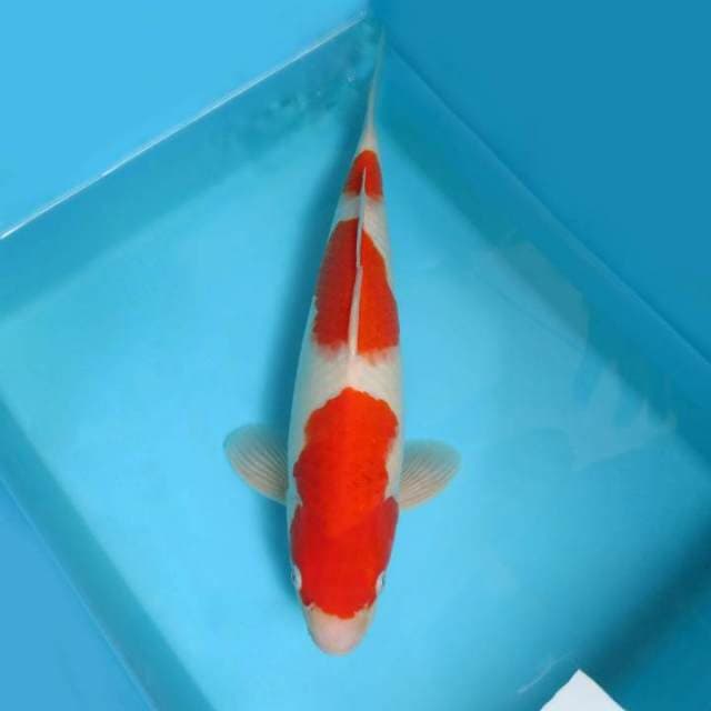 5. DE CLASSE 5 ~ KOHAKU 3 STEPS