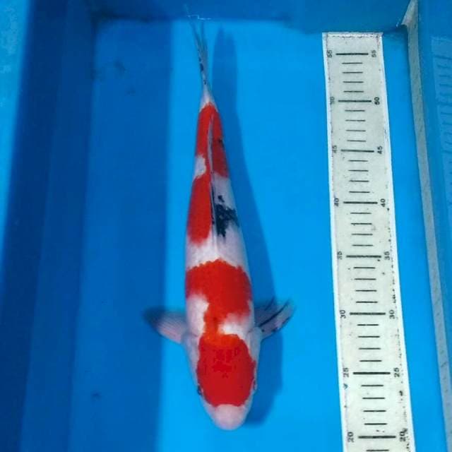 Merah sanke