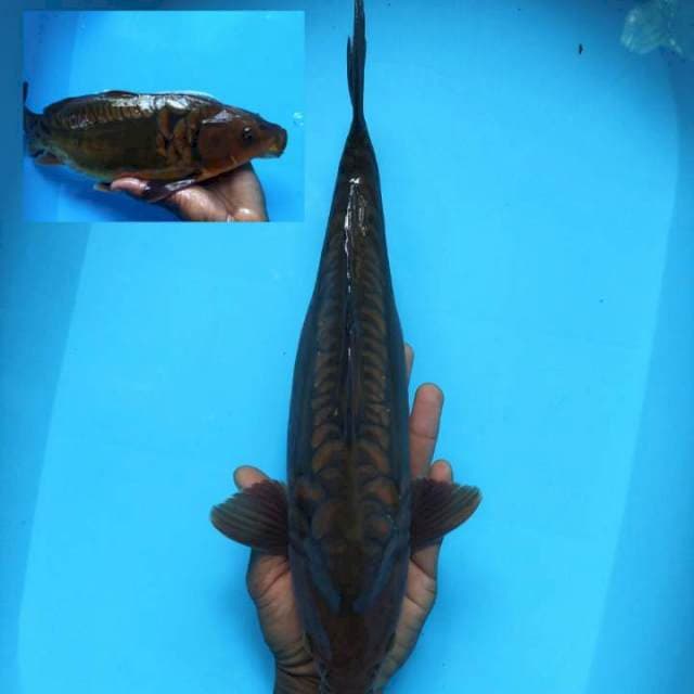 Chagoi aragoke 35cm / M